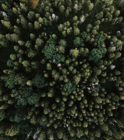 Aerial view of a forest representing tree planting sustainability