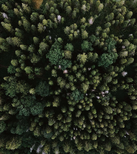 Aerial view of a forest representing tree planting sustainability
