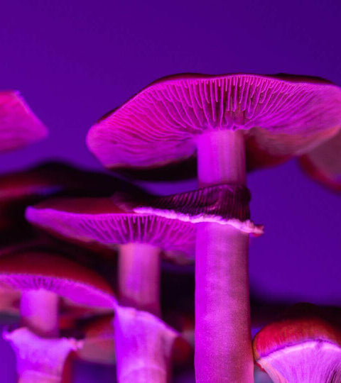 Scaling sustainable fashion materials showcased through vibrant mushroom growth in unique lighting.