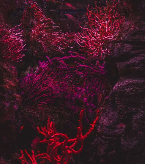 Red coral reef representing Inversa coral reef restoration