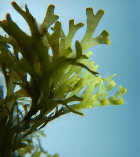Seaweed fabric innovation in sustainable fashion