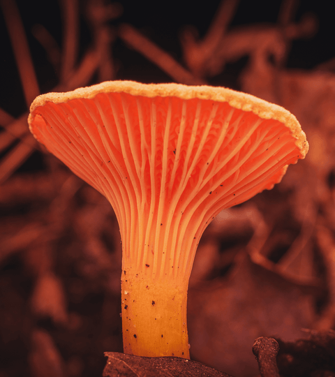 Close-up of a vibrant orange mushroom growing amidst fallen leaves.